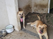 KYGO, Hund, Mischlingshund in Rumänien - Bild 9
