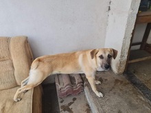 KYRA, Hund, Mischlingshund in Rumänien - Bild 1