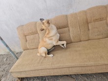 KYRA, Hund, Mischlingshund in Rumänien - Bild 3