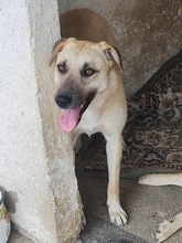 KYRA, Hund, Mischlingshund in Rumänien - Bild 4