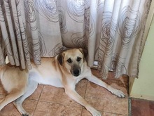 KYRA, Hund, Mischlingshund in Rumänien - Bild 6