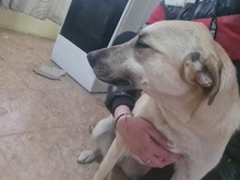 KYRA, Hund, Mischlingshund in Rumänien - Bild 8