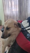 KYRA, Hund, Mischlingshund in Rumänien - Bild 9