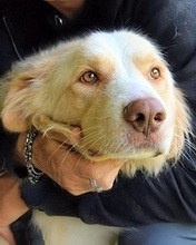 CHAMPION, Hund, Mischlingshund in Italien - Bild 1