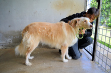 CHAMPION, Hund, Mischlingshund in Italien - Bild 3