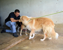 CHAMPION, Hund, Mischlingshund in Italien - Bild 4