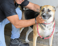 CLEOPATRA, Hund, Mischlingshund in Italien - Bild 4