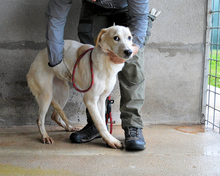HADRIELLA, Hund, Mischlingshund in Italien - Bild 2