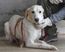 HADRIELLA, Hund, Mischlingshund in Italien - Bild 3