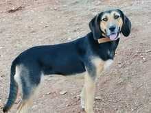 MAYA, Hund, Mischlingshund in Griechenland - Bild 2