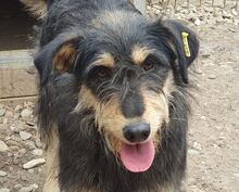 PENNY, Hund, Mischlingshund in Rumänien - Bild 1