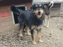 PENNY, Hund, Mischlingshund in Rumänien - Bild 2