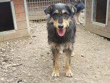 PENNY, Hund, Mischlingshund in Rumänien - Bild 3