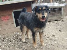 PENNY, Hund, Mischlingshund in Rumänien - Bild 4
