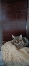 INA, Katze, Hauskatze in Bulgarien - Bild 3
