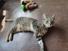 INA, Katze, Hauskatze in Bulgarien - Bild 4