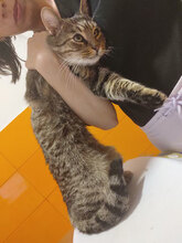 PIZHO, Katze, Hauskatze in Bulgarien - Bild 2