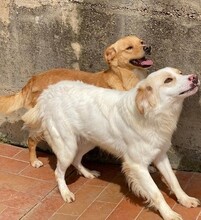 KIRO, Hund, Mischlingshund in Italien - Bild 3