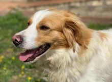 MIROS, Hund, Mischlingshund in Italien - Bild 3