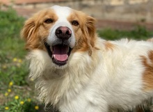 MIROS, Hund, Mischlingshund in Italien - Bild 4