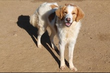 MIROS, Hund, Mischlingshund in Italien - Bild 6
