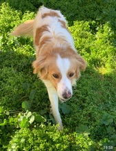 MIROS, Hund, Mischlingshund in Italien - Bild 9