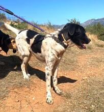 BOUBIS, Hund, Mischlingshund in Griechenland - Bild 3