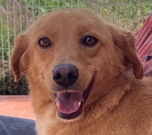 STELLINA, Hund, Mischlingshund in Italien - Bild 1