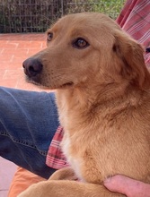 STELLINA, Hund, Mischlingshund in Italien - Bild 3