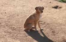 STELLINA, Hund, Mischlingshund in Italien - Bild 7