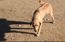 STELLINA, Hund, Mischlingshund in Italien - Bild 9
