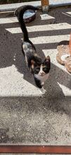 MAJA, Katze, Europäisch Kurzhaar in Bulgarien - Bild 11