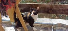MAJA, Katze, Europäisch Kurzhaar in Bulgarien - Bild 12