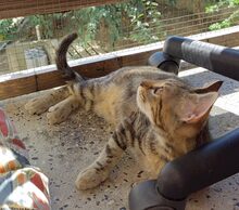JOSCHI, Katze, Europäisch Kurzhaar in Bulgarien - Bild 10