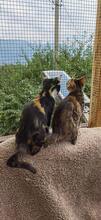 JOSCHI, Katze, Europäisch Kurzhaar in Bulgarien - Bild 9