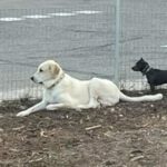 GANDALF, Hund, Mastin del Pirineos in Bretten - Bild 17