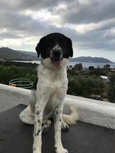 LELA, Hund, Mischlingshund in Griechenland - Bild 2