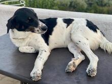 LELA, Hund, Mischlingshund in Griechenland - Bild 9