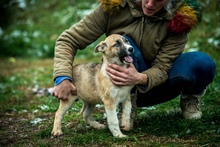 SVEN, Hund, Deutscher Schäferhund-Siberian Husky-Mix in Borgentreich - Bild 12