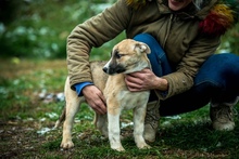 SVEN, Hund, Deutscher Schäferhund-Siberian Husky-Mix in Borgentreich - Bild 13