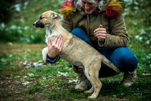 SVEN, Hund, Deutscher Schäferhund-Siberian Husky-Mix in Borgentreich - Bild 15