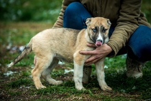 SVEN, Hund, Deutscher Schäferhund-Siberian Husky-Mix in Borgentreich - Bild 4