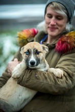 SVEN, Hund, Deutscher Schäferhund-Siberian Husky-Mix in Borgentreich - Bild 5