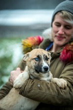 SVEN, Hund, Deutscher Schäferhund-Siberian Husky-Mix in Borgentreich - Bild 6