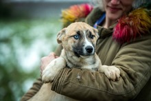 SVEN, Hund, Deutscher Schäferhund-Siberian Husky-Mix in Borgentreich - Bild 7