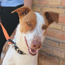 QUIN, Hund, Podenco in Spanien - Bild 1