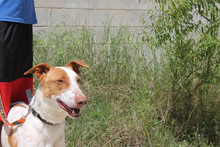 QIN, Hund, Podenco in Spanien - Bild 11