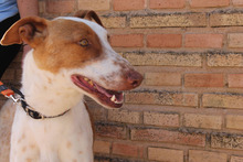 QIN, Hund, Podenco in Spanien - Bild 15