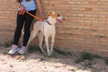 QUIN, Hund, Podenco in Spanien - Bild 16
