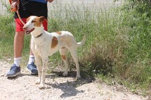 QUIN, Hund, Podenco in Spanien - Bild 4